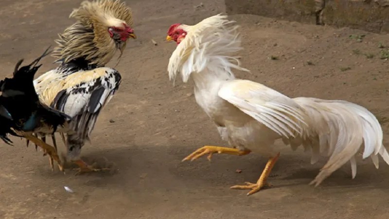 Thuật ngữ đá gà phổ biến nhất