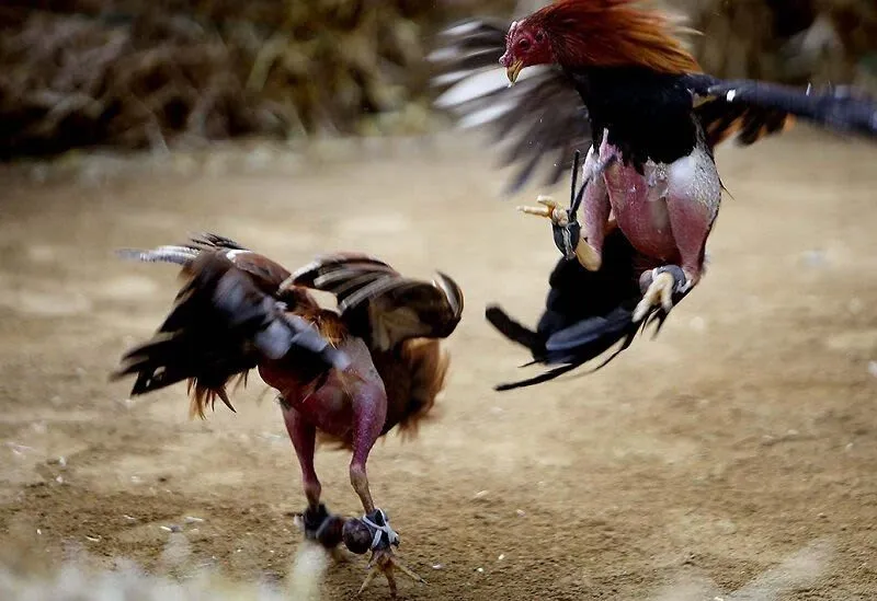 Kỹ thuật chiến đấu