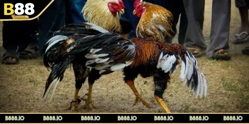 keo-da-ga-co-gi-dac-biet