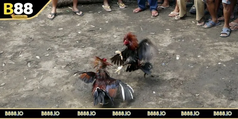 luat-da-ga-tre-so-hiep